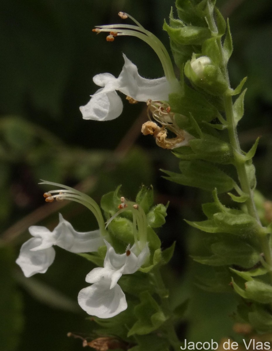 Teucrium heynei V.S.Kumar & Chakrab.